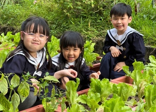 全日班摘菜體驗
