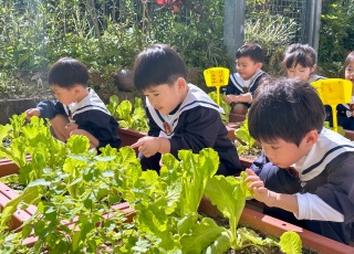 Picking Lettuce