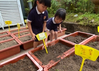Vegetable Planting Activities